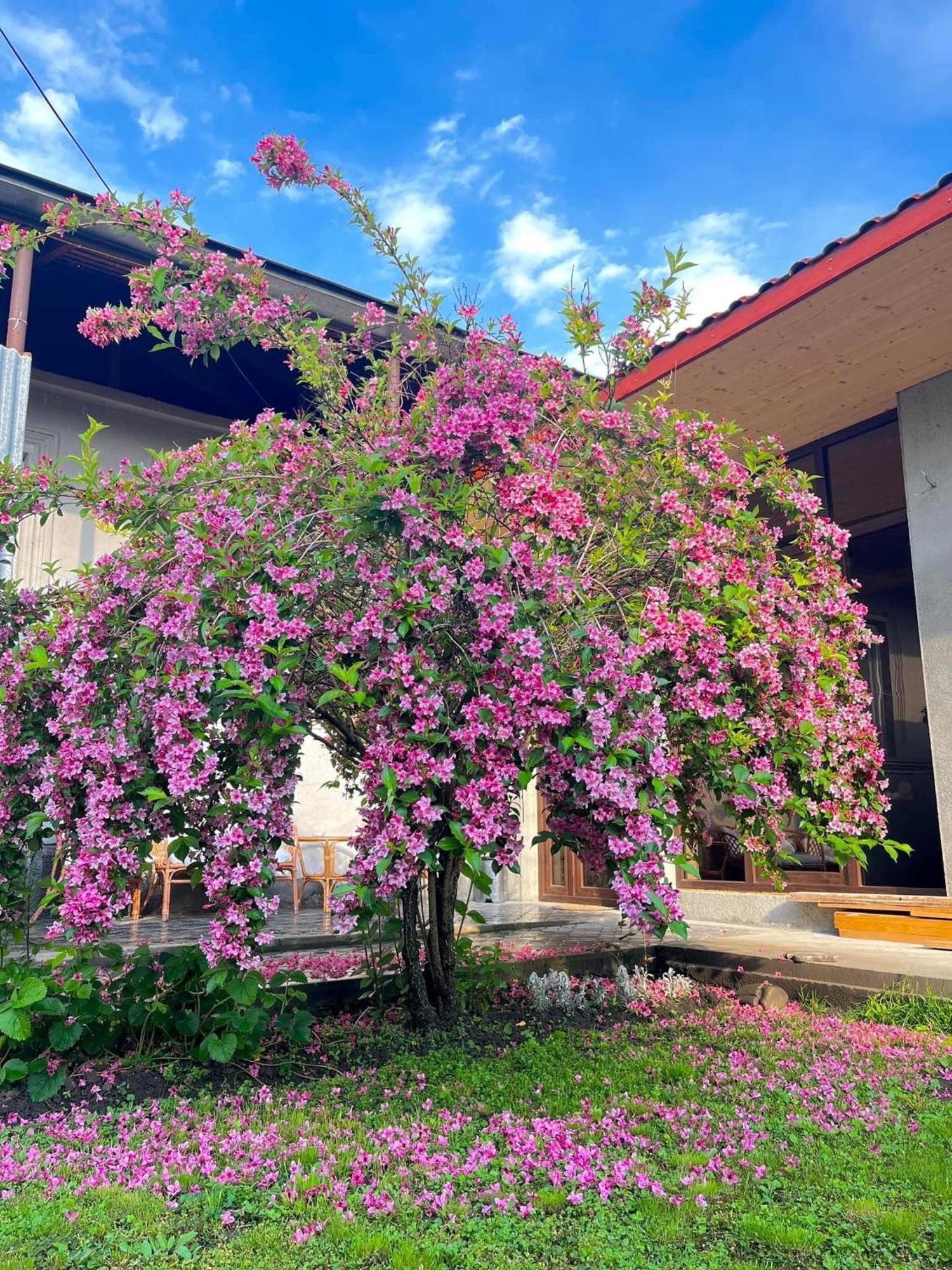 ,,Anna'S" Guesthouse K'vemo Alvani ภายนอก รูปภาพ